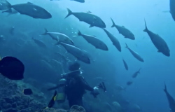 ���Ǘ��_�C�r���O�����ē���