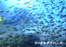 ɓ_A_CrO