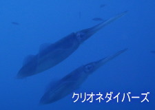 AICJ