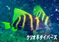 eO_C