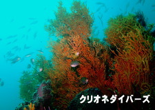 cqɂ