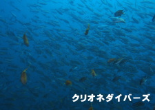 CTLQ