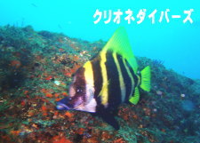 eO_C