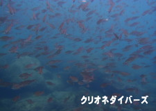 CV`Q
