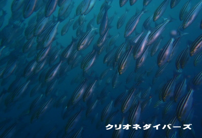 CTLQ