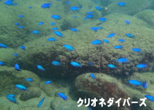 \XY_CQ