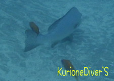 コロダイ
