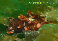 ヒカリベッコウウミウシ