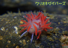 アカエラミノウミウシ