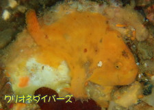 ベニカエルアンコウ２匹