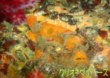 ベニカエルアンコウ