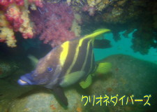 テングダイ