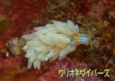 ウミウシSP２１