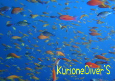 田子の魚影