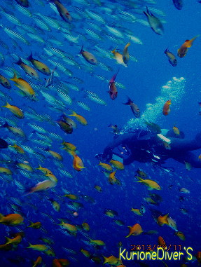 田子の魚影