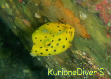 ミナミハコフグ幼魚