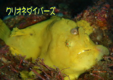 カエルアンコウ