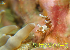 イソギンチャクモエビ