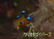 ウデフリツノザヤウミウシ