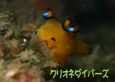 ウデフリツノザヤウミウシ