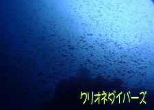 田子ダイビング