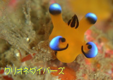 ウデフリツノザヤウミウシ