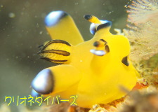 ウデフリツノザヤウミウシ