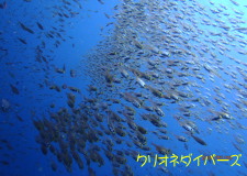 キンメモドキ