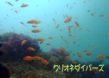 雲見キンギョハナダイ