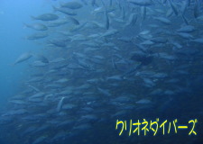 イサキ群れ