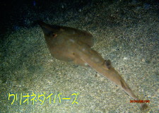 サカタザメ
