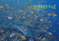 キンギョハナダイ