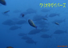 ハマフエフキ群れ