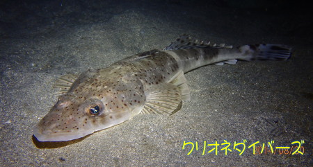 イネコチ