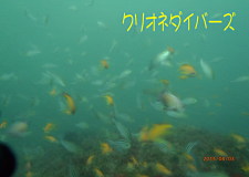 イサキ群れ