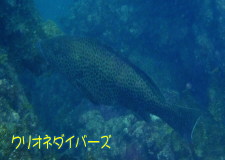 田子体験ダイビング