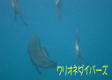 ツバメウオ