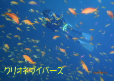キンギョハナダイ