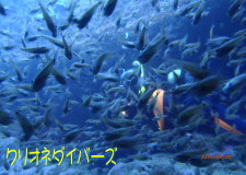 雲見洞窟ダイビング
