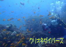 田子キンギョハナダイ