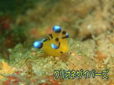 ウデフリツノザヤウミウシ