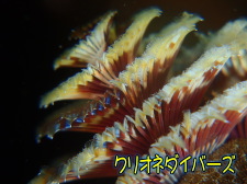 イバラカンザシ