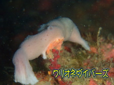 カイカムリ