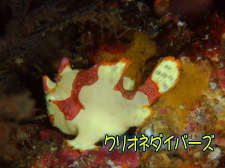 クマドリカエルアンコウ