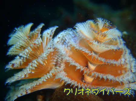 イバラカンザシ