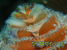 イバラカンザシ