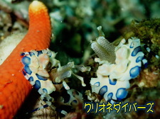 フリソデエビ