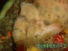 雲見ベニカエルアンコウ