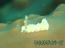 雲見ウミウシ