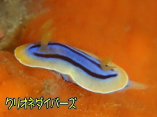 コールマンウミウシ